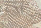 Ordovician Graptolite (Araneograptus) Plate - Morocco #126421-2
